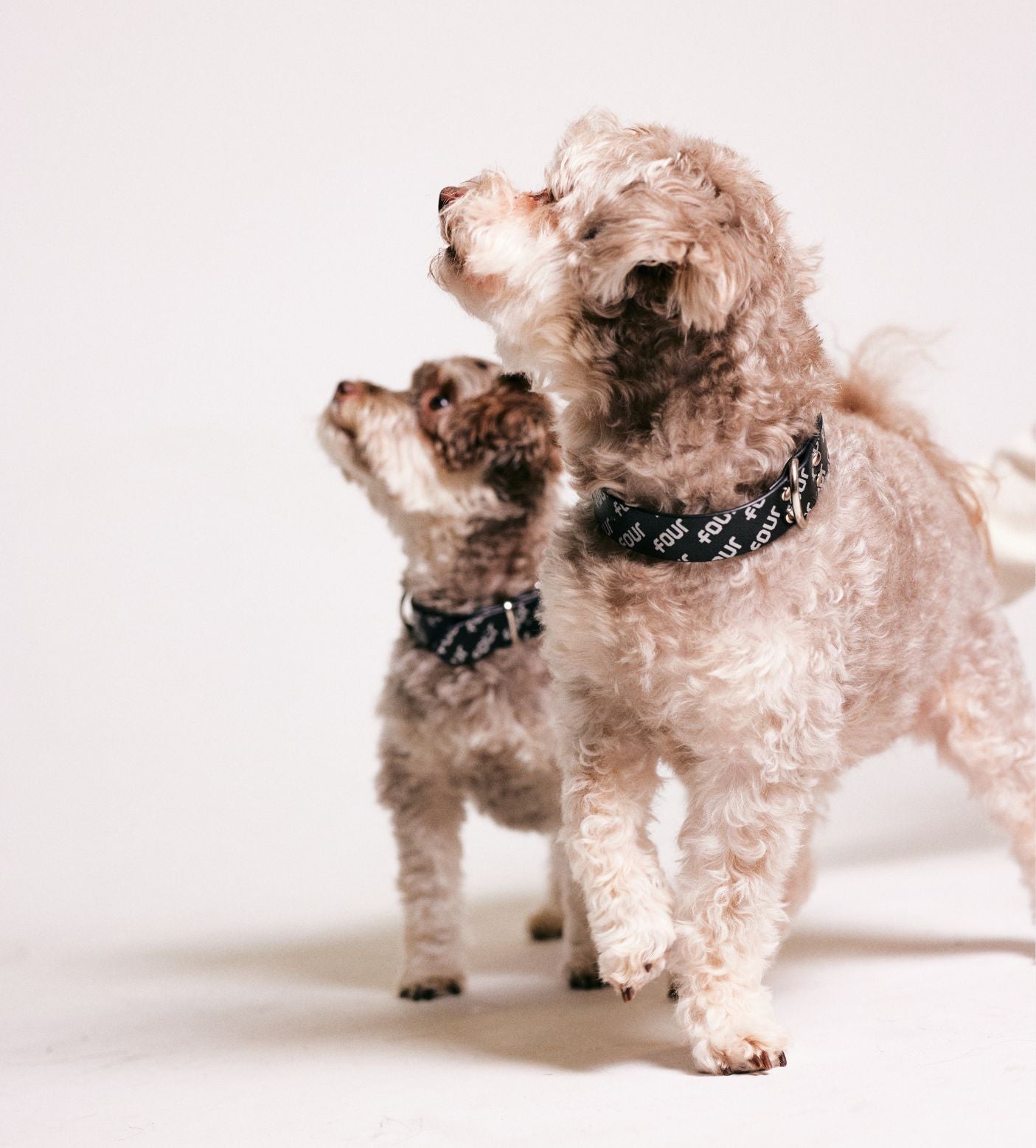 FOUR Huisdierenhalsband Zwart