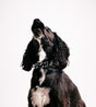 FOUR Huisdierenhalsband Zwart